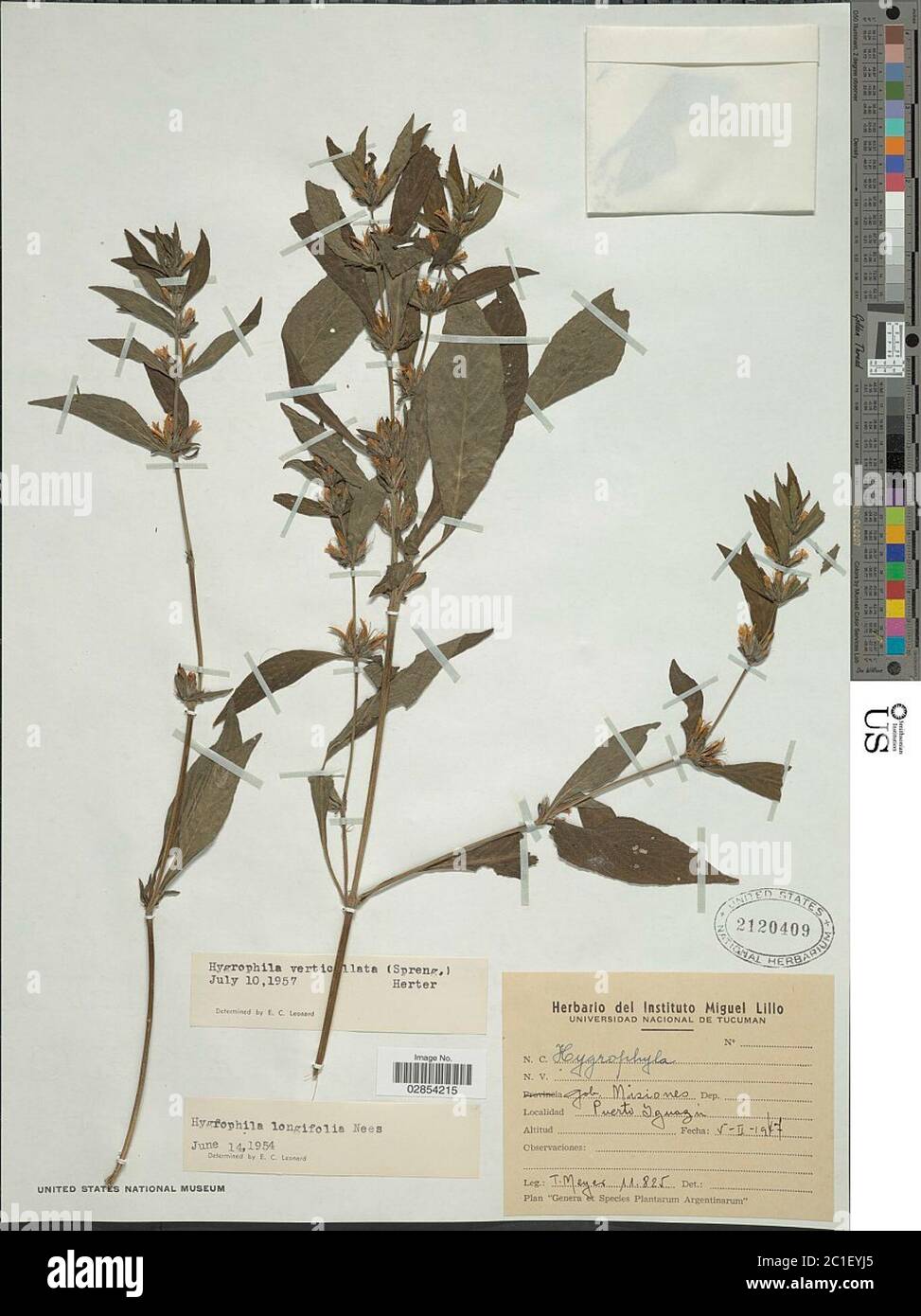 Hygrophila verticillata Spreng Herter Hygrophila verticillata Spreng Herter. Banque D'Images