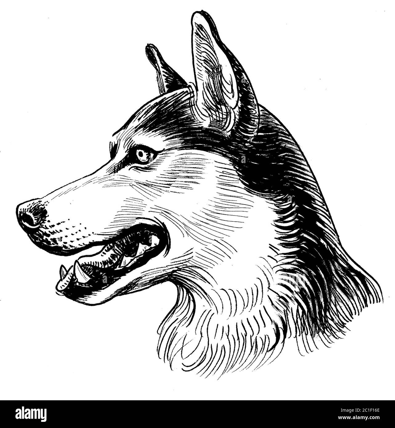 Dessin Tete De Chien De Profil Tête de chien Husky. Dessin noir et blanc Photo Stock - Alamy