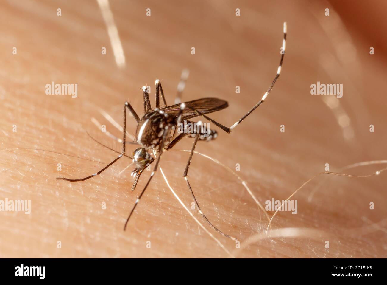 La dengue et la fièvre chikungunya, zika (moustiques Aedes aegypti) sur la peau humaine Banque D'Images