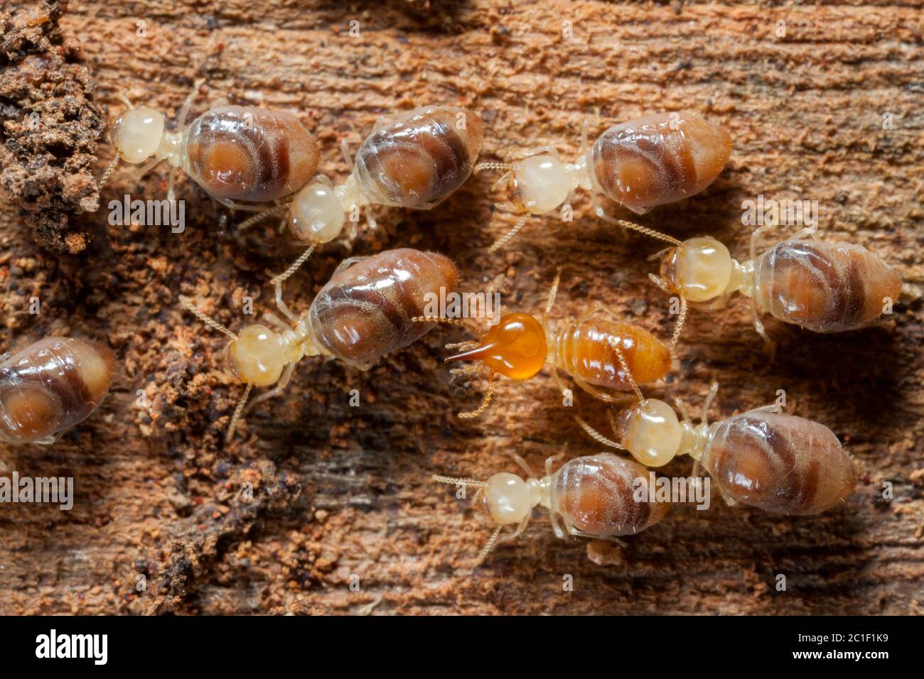 Les insectes termites dans la colonie sur le bois Banque D'Images
