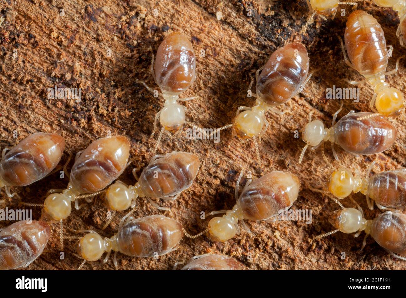 Les insectes termites dans la colonie sur le bois Banque D'Images