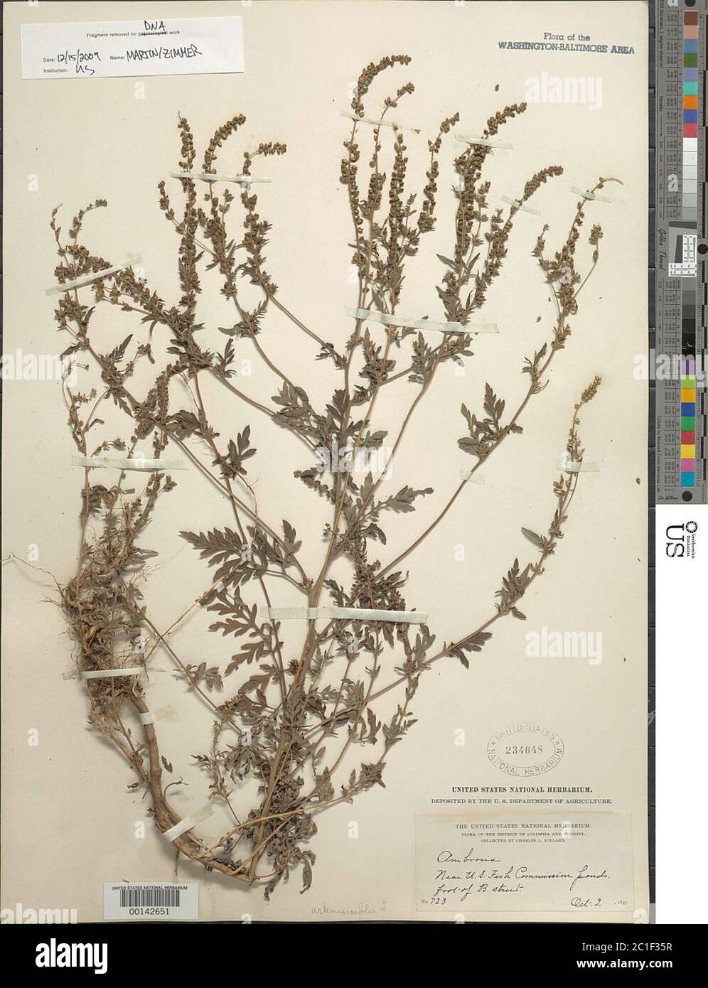 Ambrosia artemisiifolia L. Banque D'Images