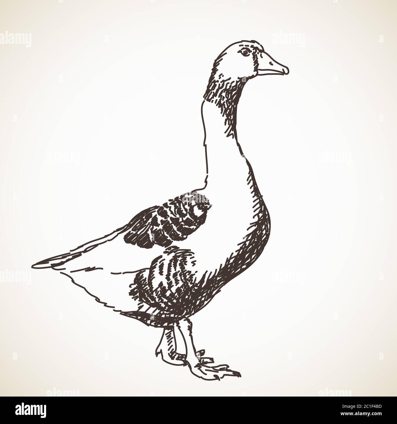 Illustration dessin à la main de l'esquisse du vecteur Goose Illustration de Vecteur