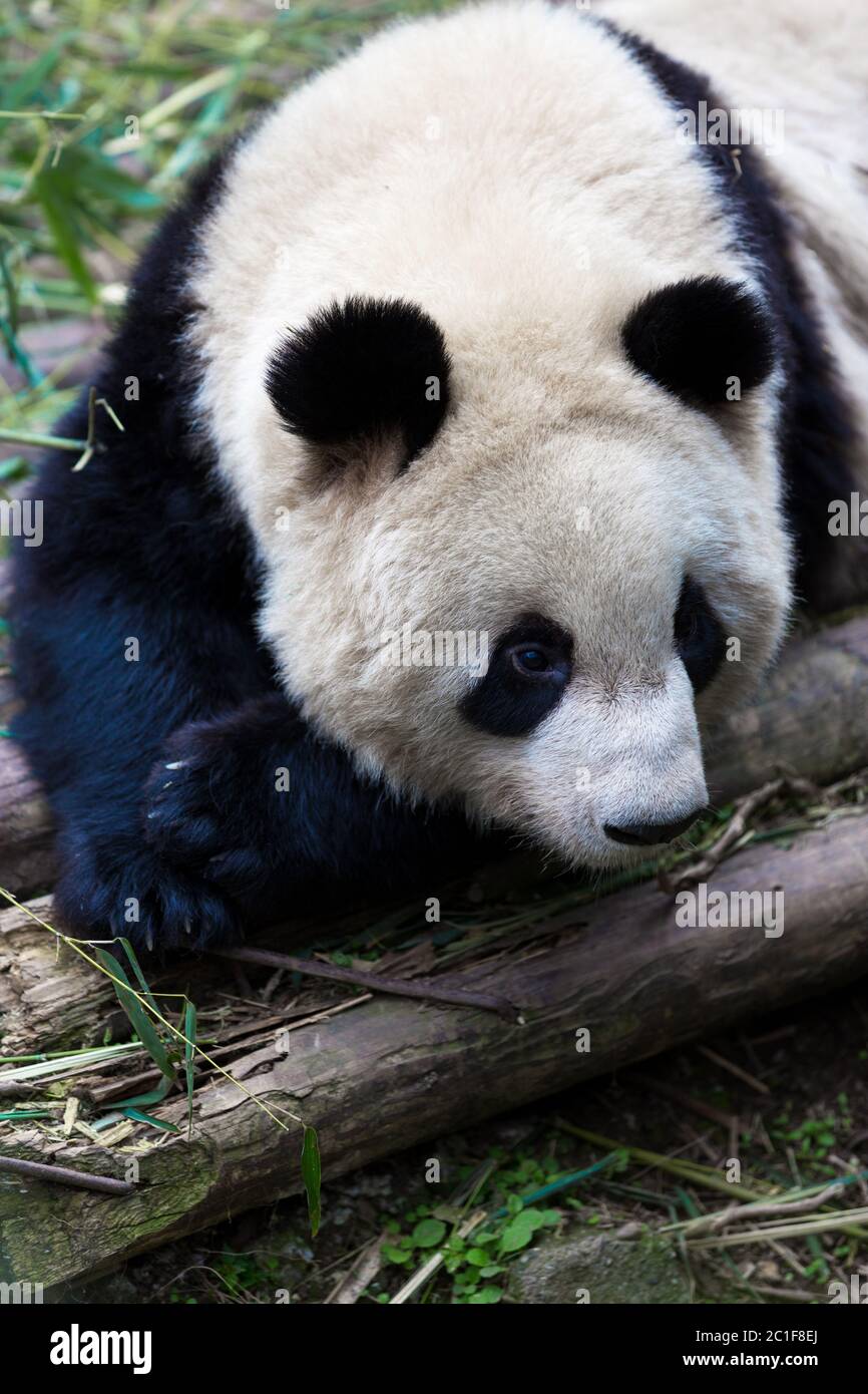 panda à chengdu Banque D'Images