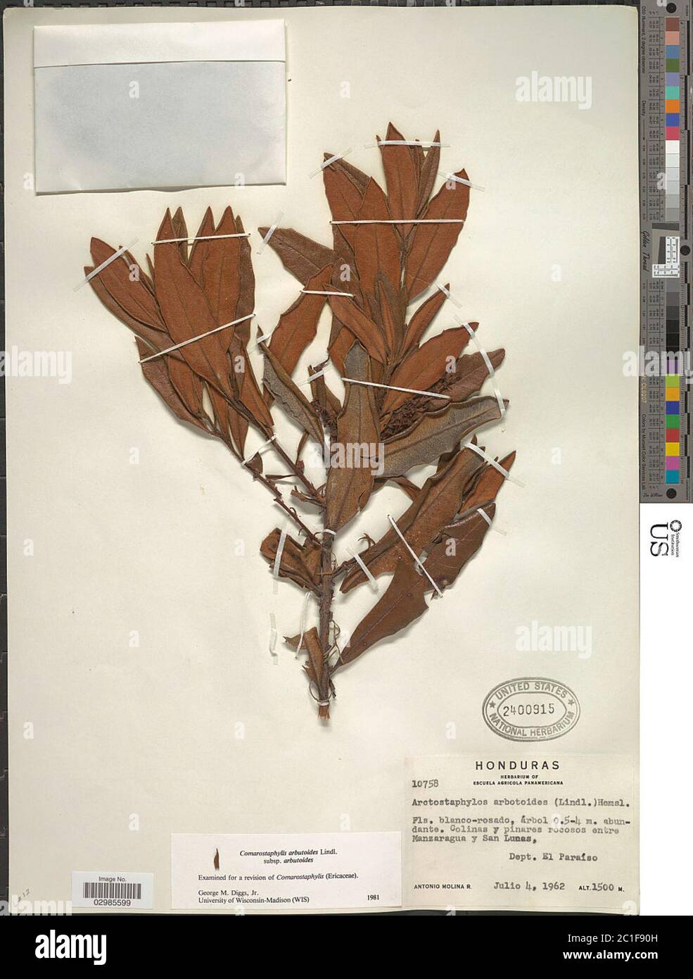 Comarostaphylis arbutoides Lindl subsp arbutoides Comarostaphylis