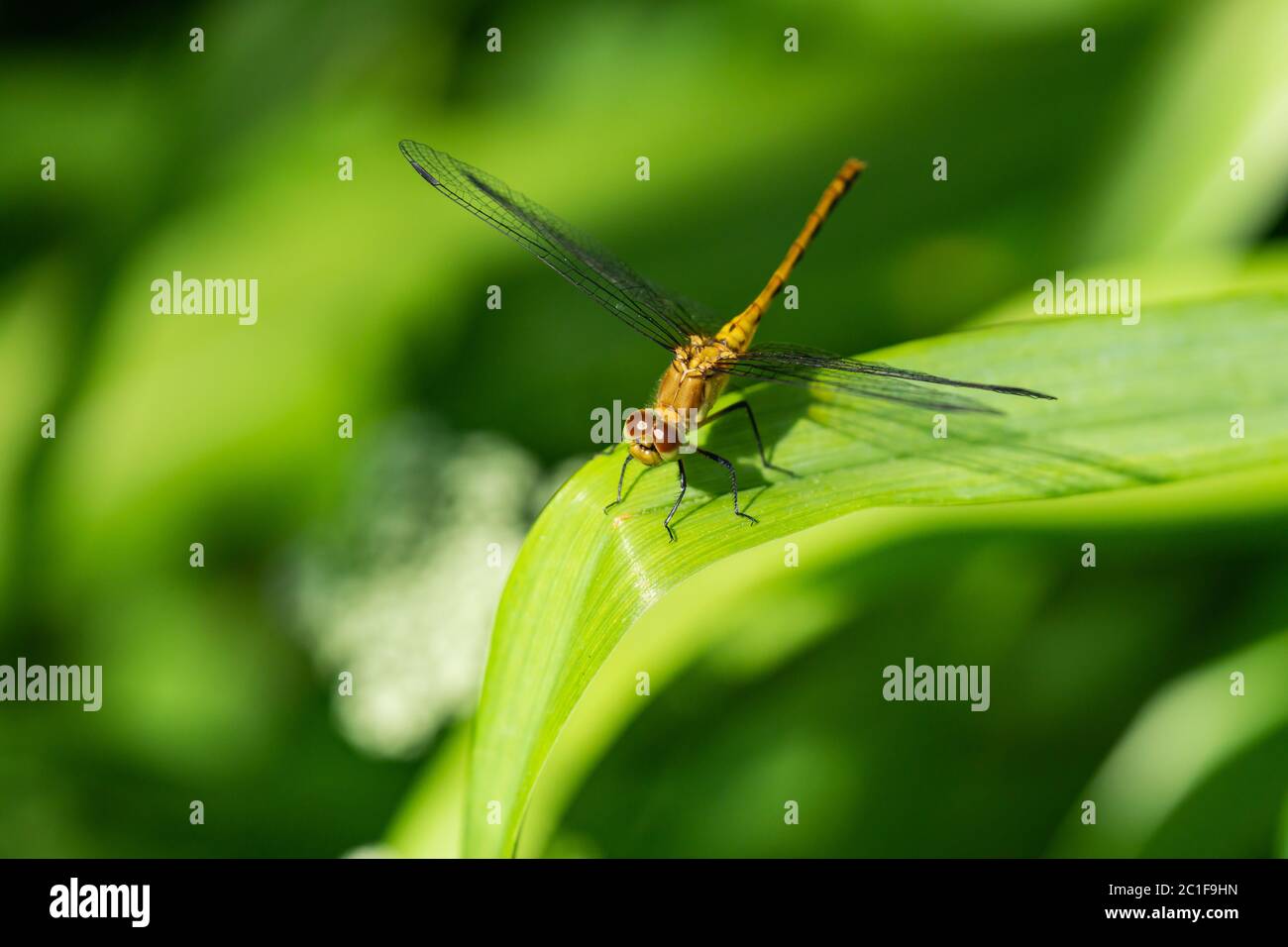 Meadowhawk Dragonfly à Springtime Banque D'Images