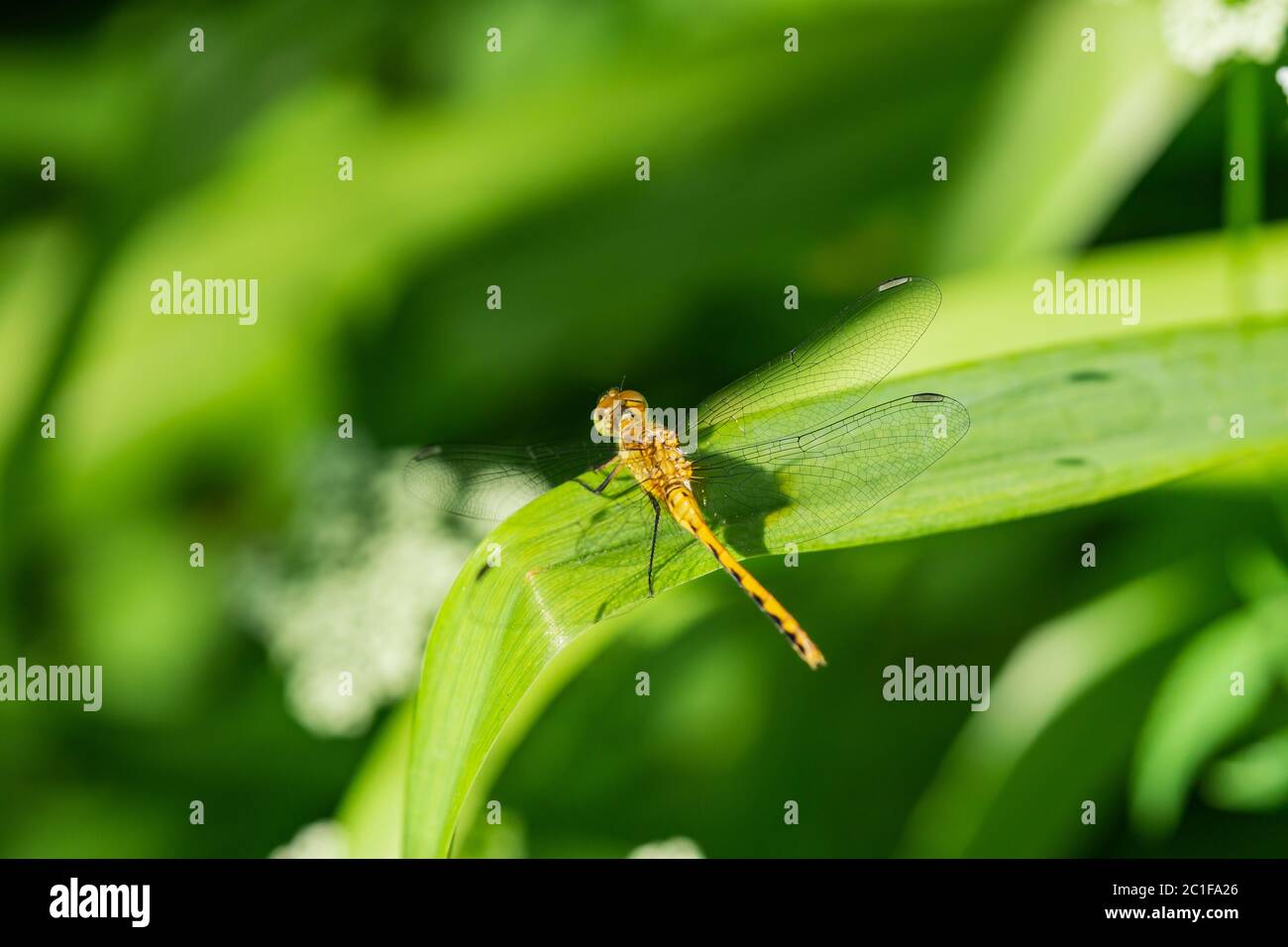 Meadowhawk Dragonfly à Springtime Banque D'Images
