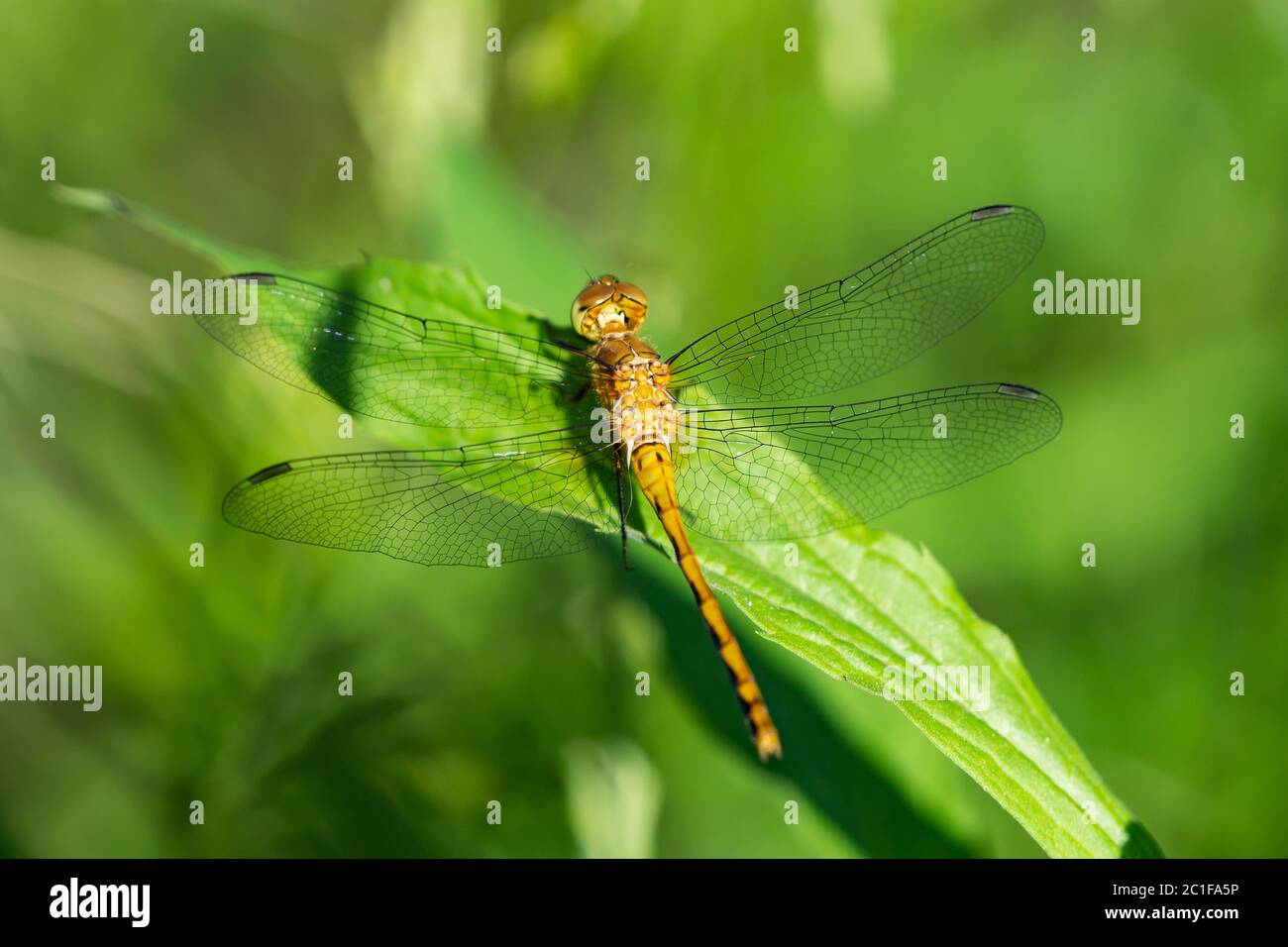Meadowhawk Dragonfly à Springtime Banque D'Images