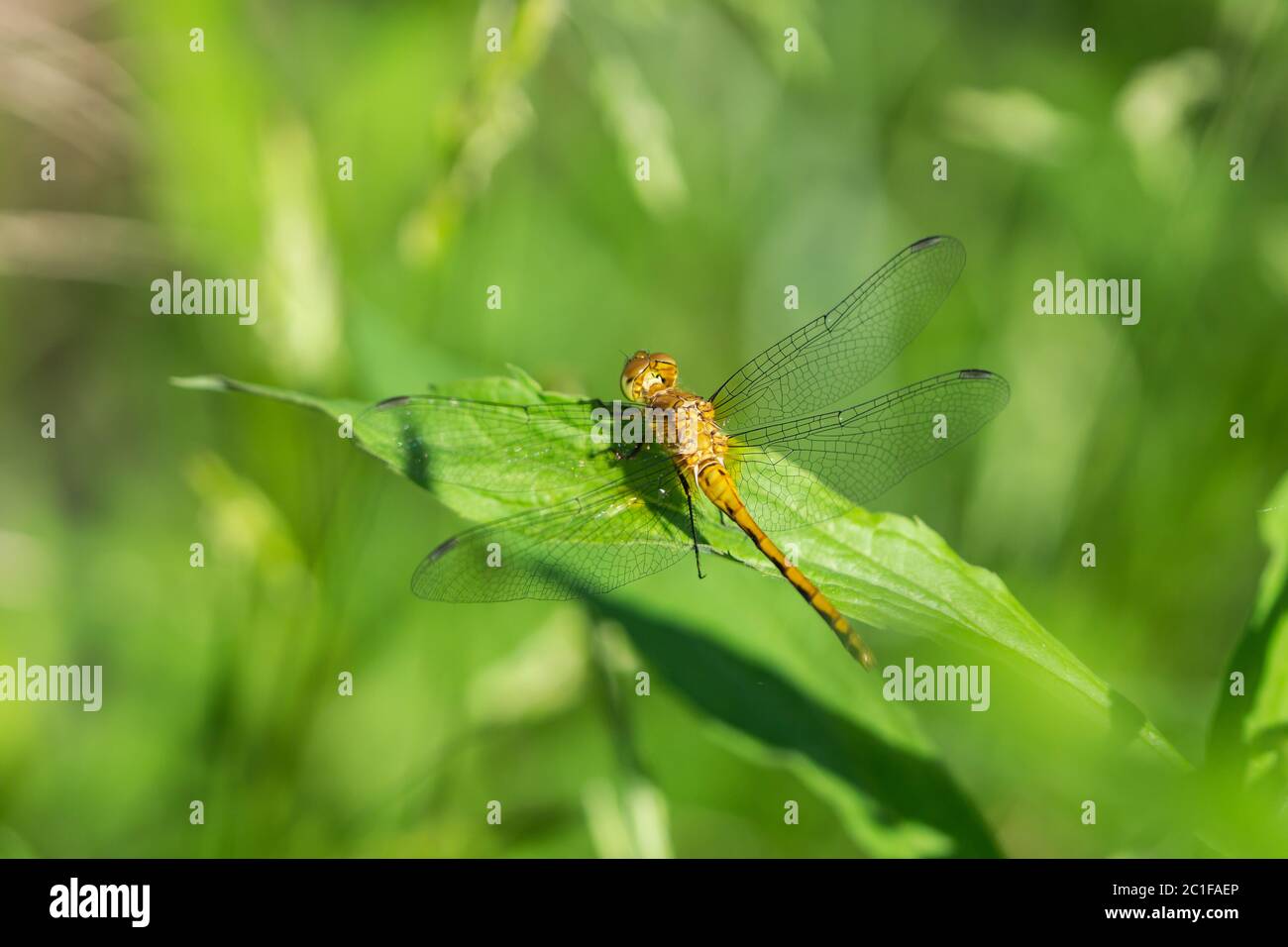 Meadowhawk Dragonfly à Springtime Banque D'Images