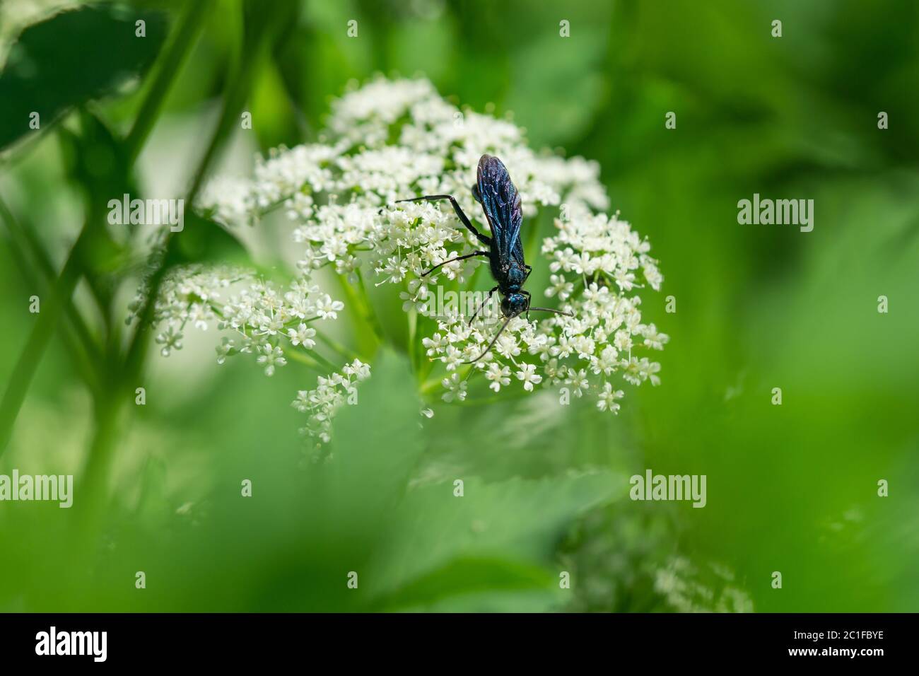 Guêpe bleu néarctique Mud Dauber au printemps Banque D'Images