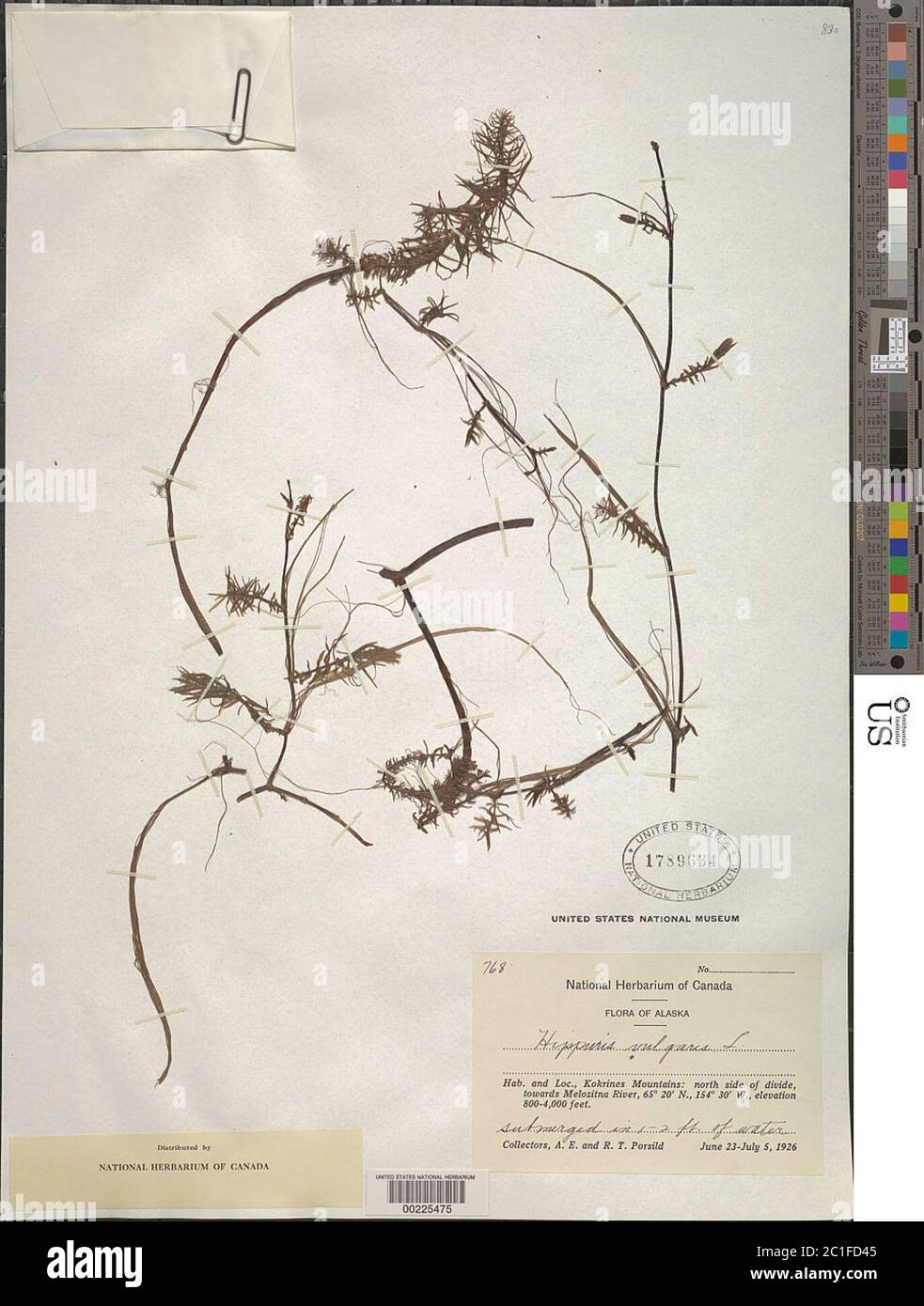 Hippuris vulgaris L Hippuris vulgaris L. Banque D'Images