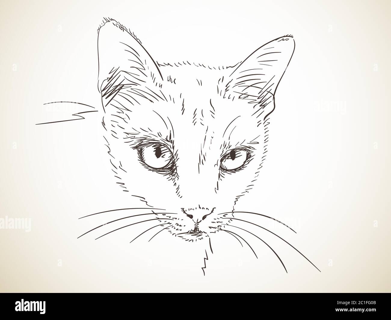 Esquisse De Chat Illustration Dessinee A La Main Image Vectorielle Stock Alamy