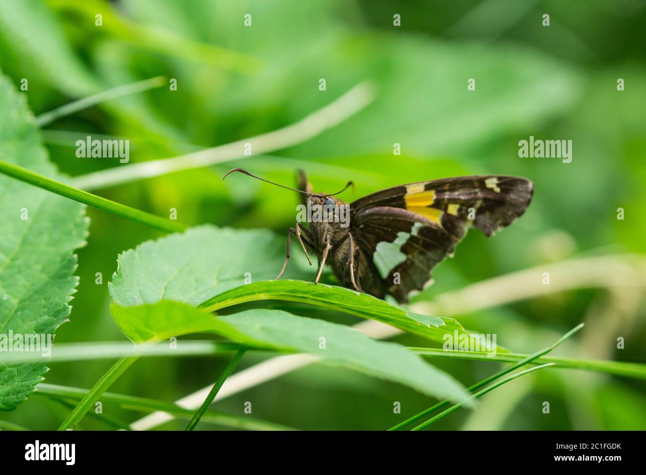 Papillon à pois argentés au printemps Banque D'Images