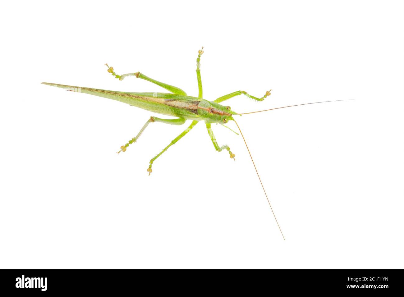 Sauterelle verte isolée sur fond blanc Banque D'Images