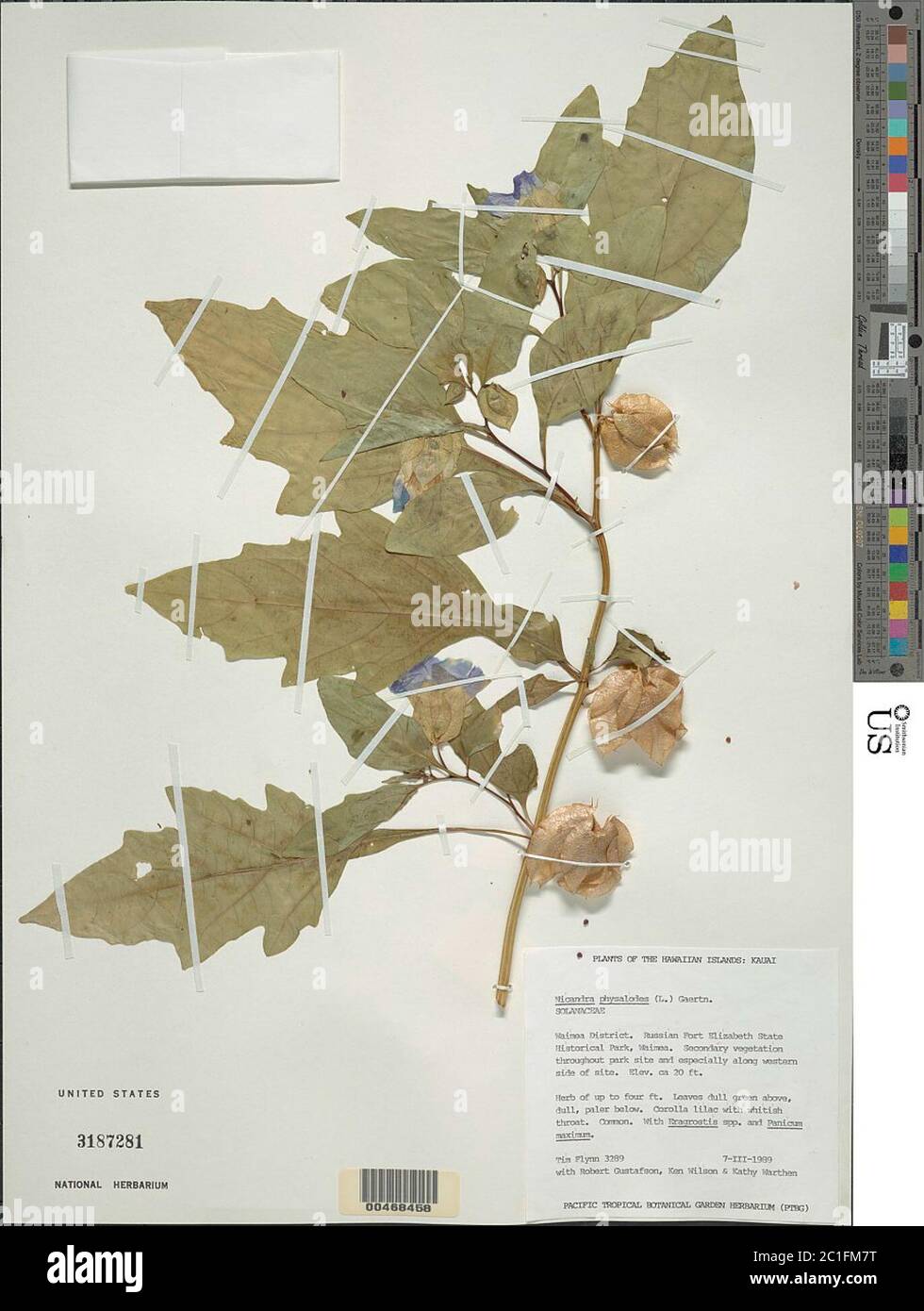 Niandra physalodes L Gaertn Niandra physalodes L Gaertn. Banque D'Images