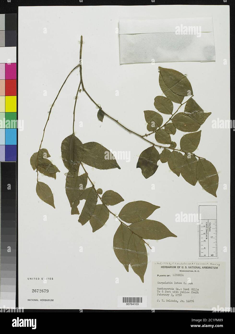 Carpolobia lutea G Don Carpolobia lutea G. Don. Banque D'Images