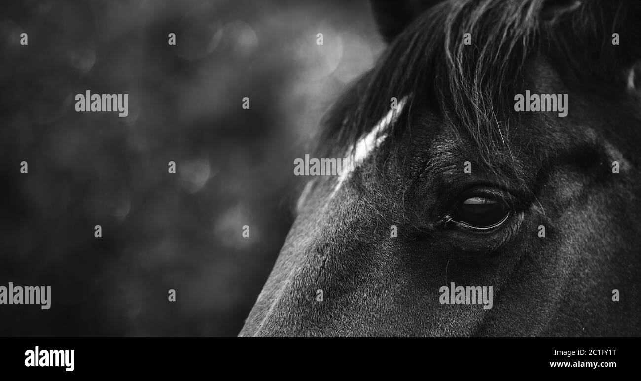 Beau cheval noir, gros plan sur l'œil. Cheval élégant avec cheveux noirs. Image de bannière avec une tête de cheval Banque D'Images