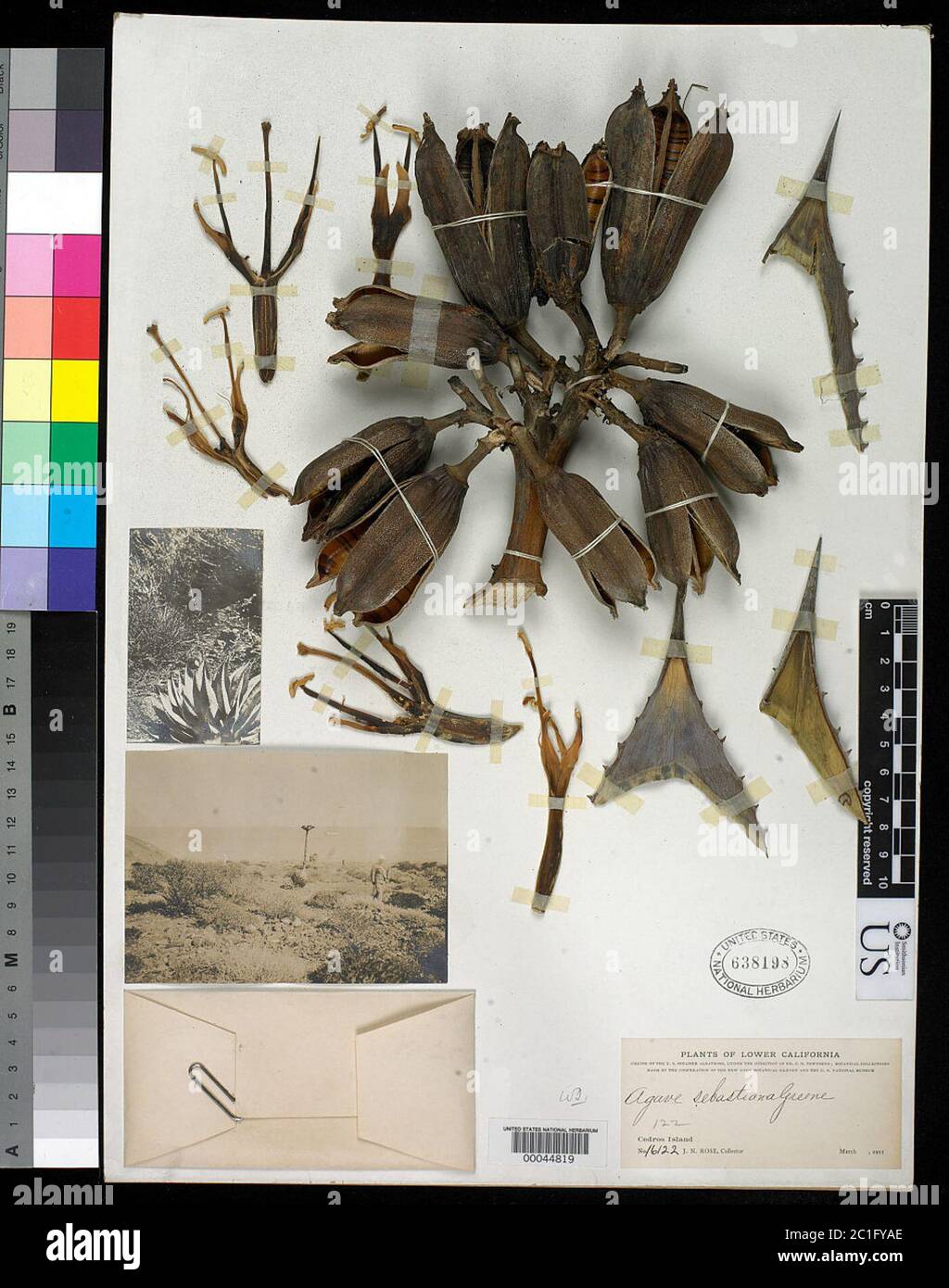 Agave sebastiana Agave sebastiana. Banque D'Images