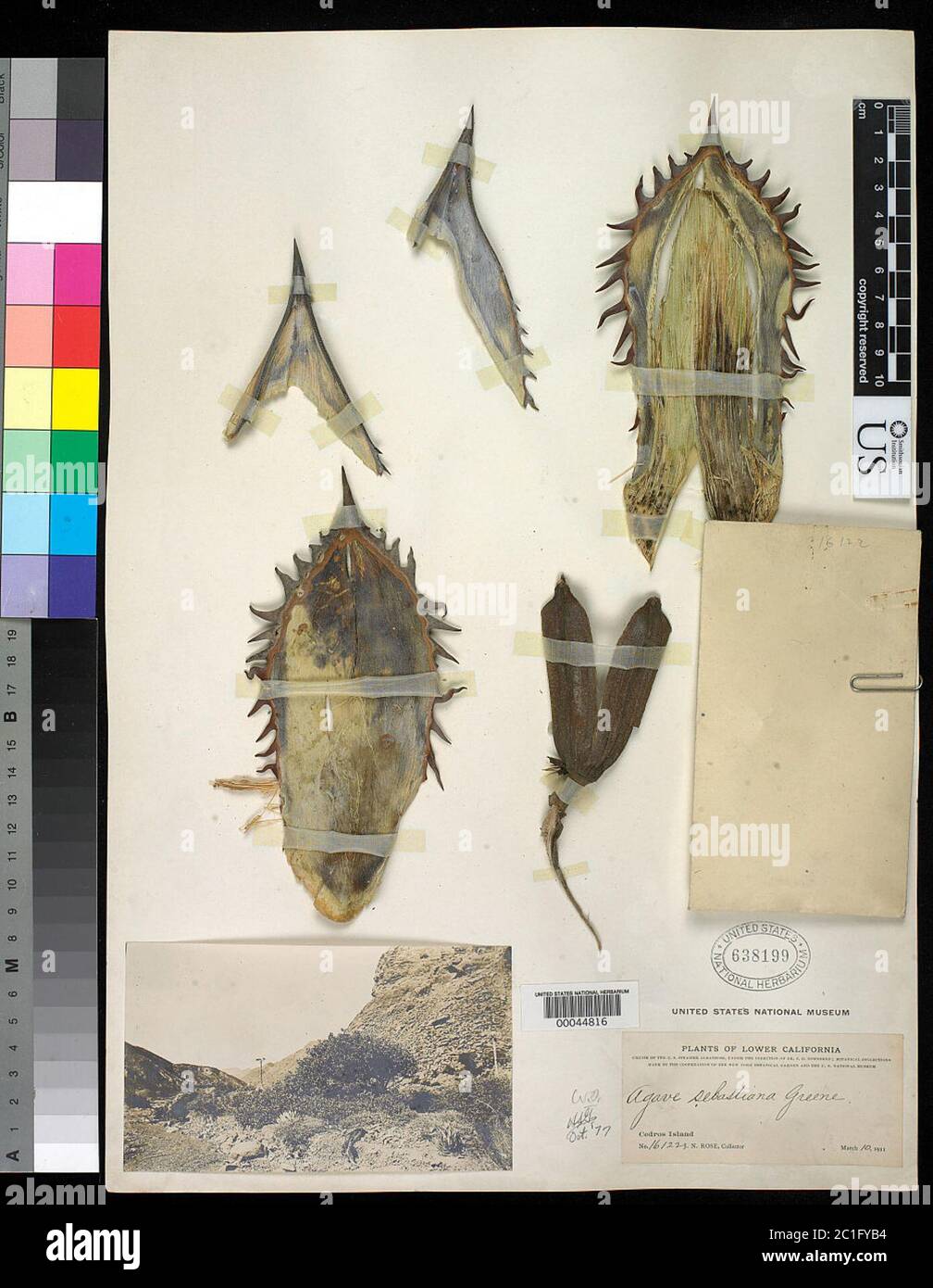 Agave sebastiana Agave sebastiana. Banque D'Images