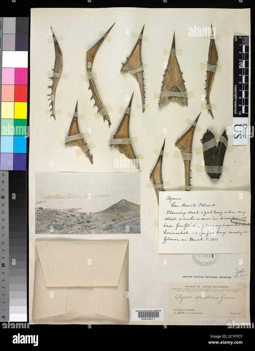 Agave sebastiana Agave sebastiana. Banque D'Images