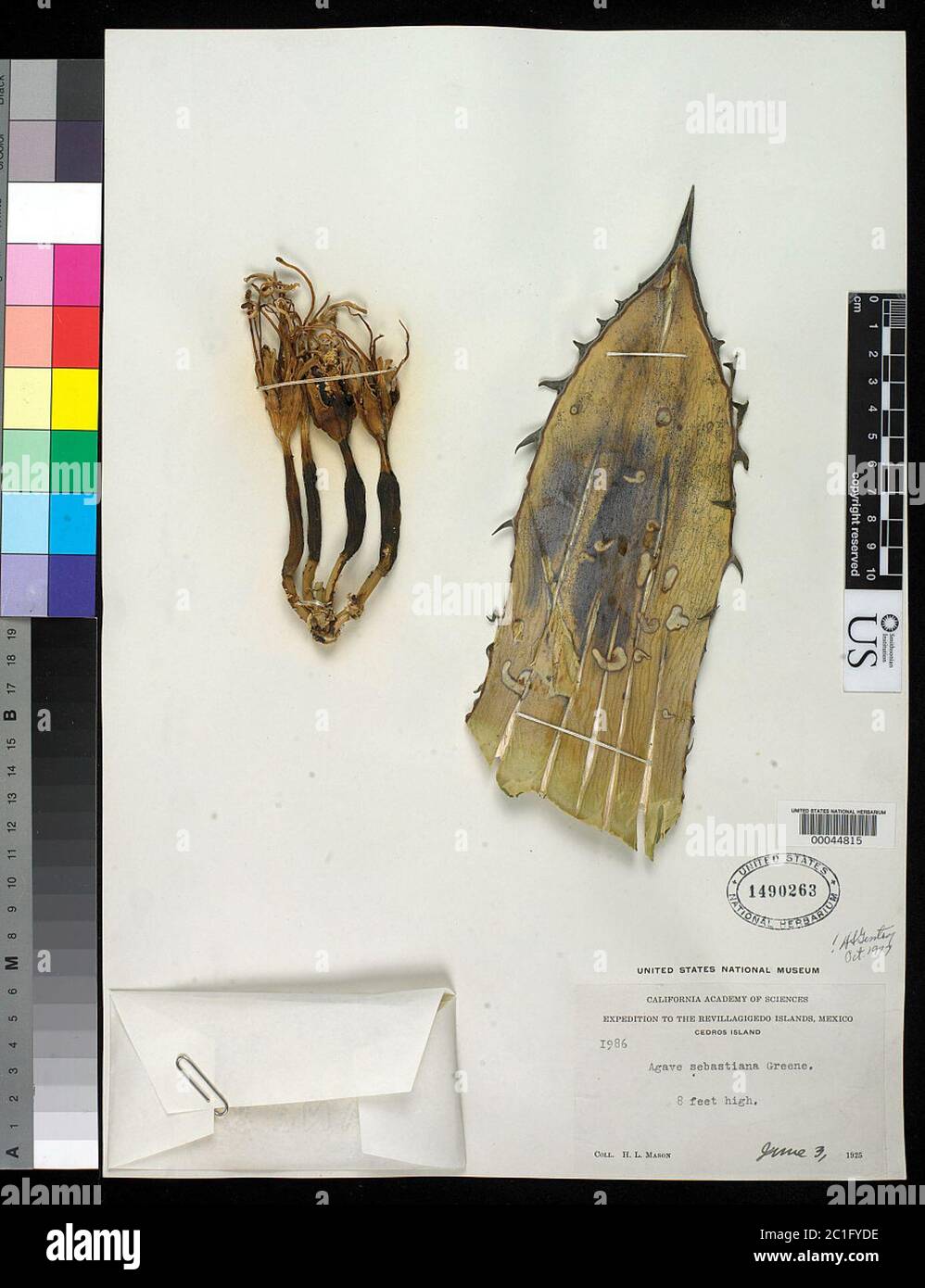 Agave sebastiana Agave sebastiana. Banque D'Images