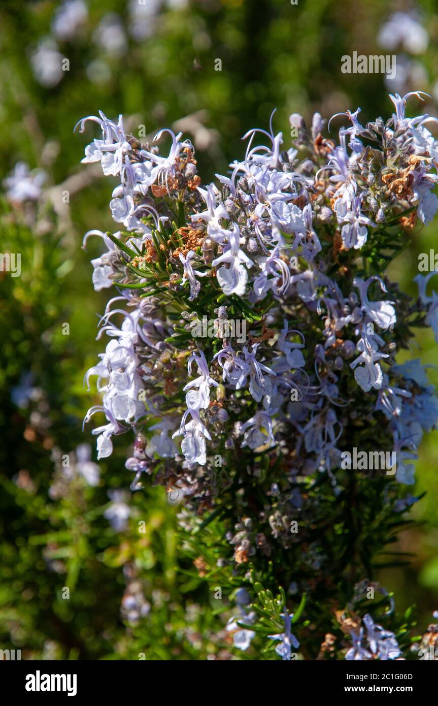 Fleurs sauvages de romarin (Salvia rosmarinus), de couleur méditerranéenne  et violette Photo Stock - Alamy