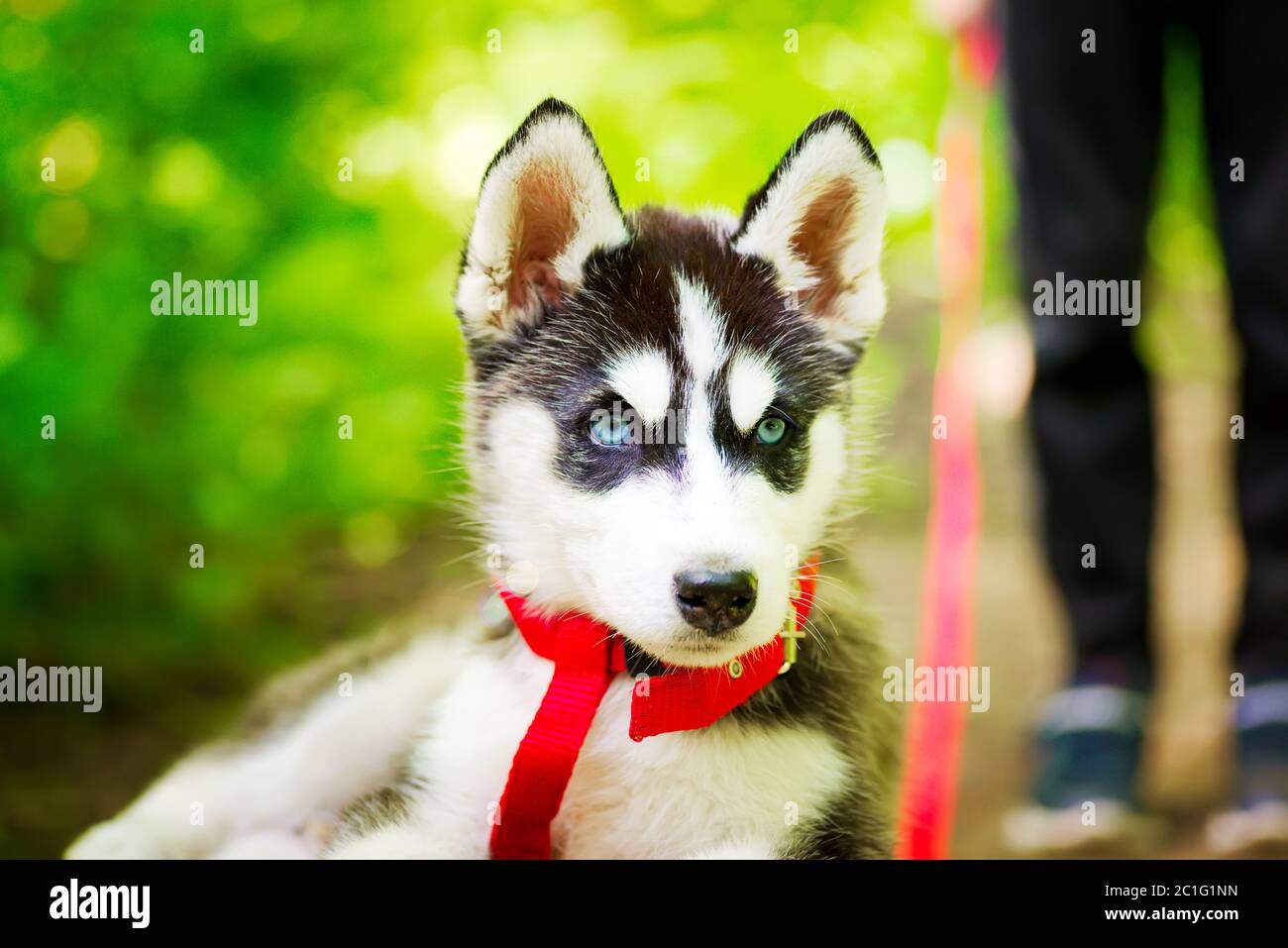 Le chien de la petite race Husky sibérienne traverse les bois avec un  garçon Photo Stock - Alamy