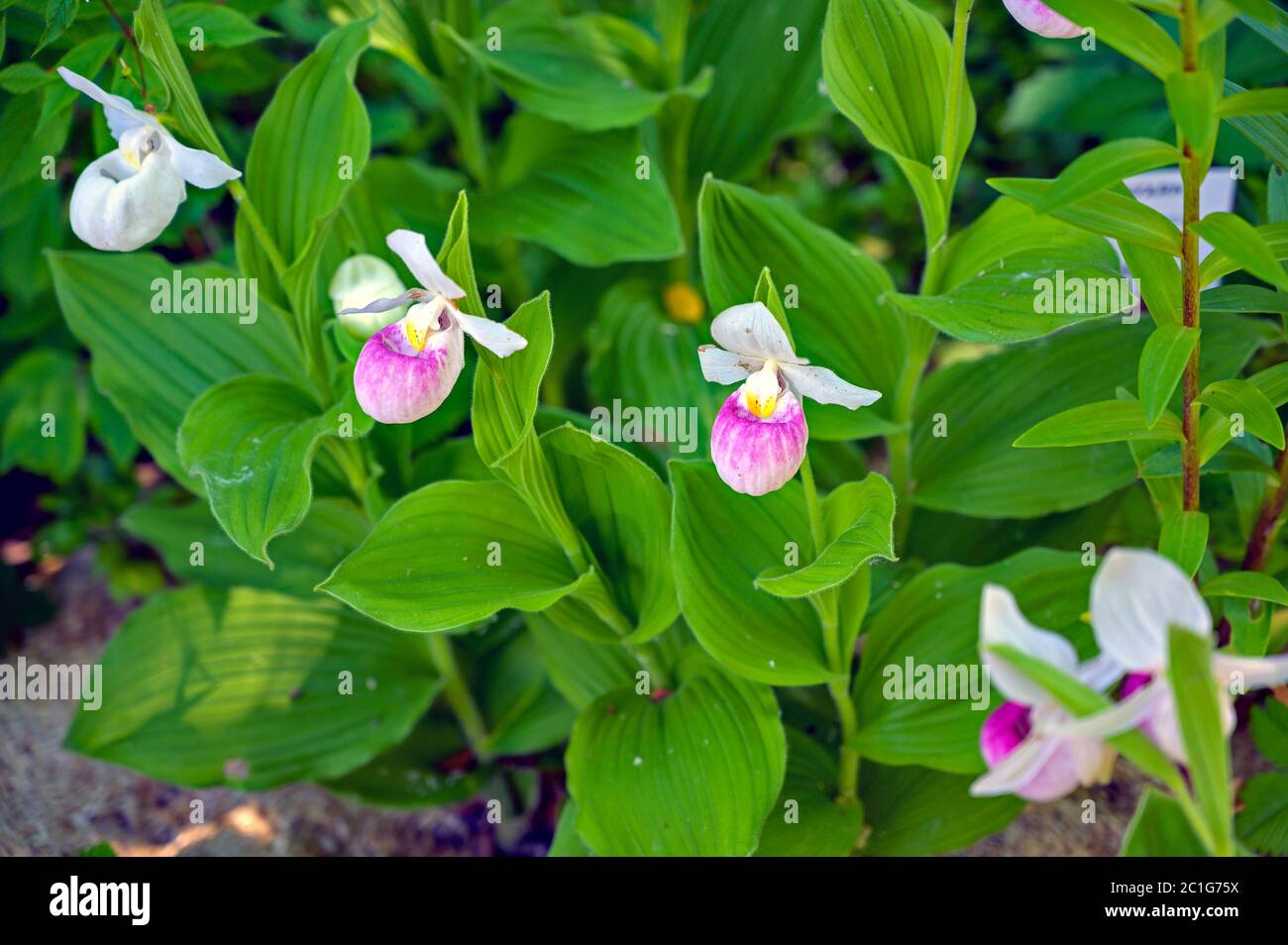 une grande fleur de lit pour femme Banque D'Images