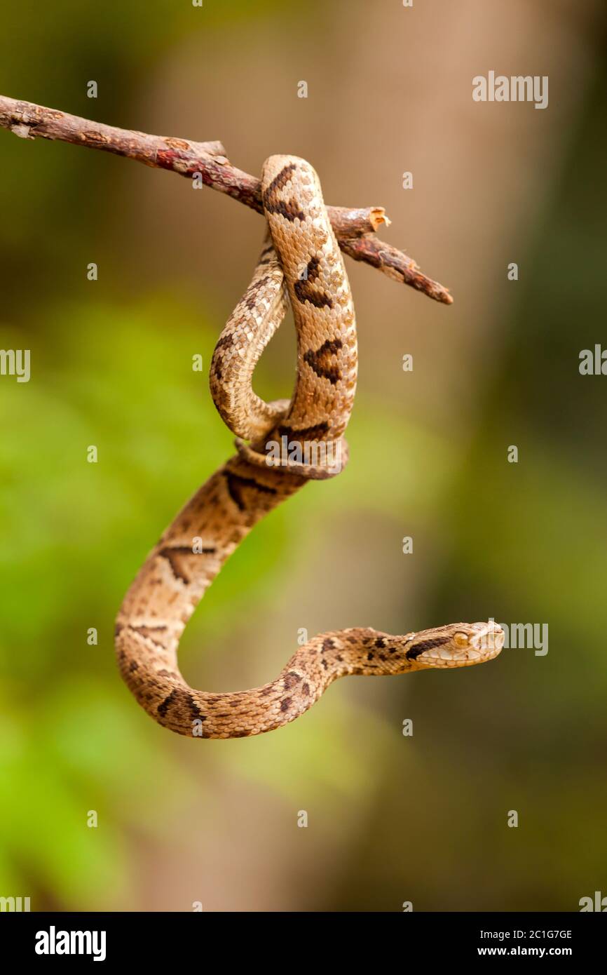 Bothrops jararaca sur une branche Banque D'Images