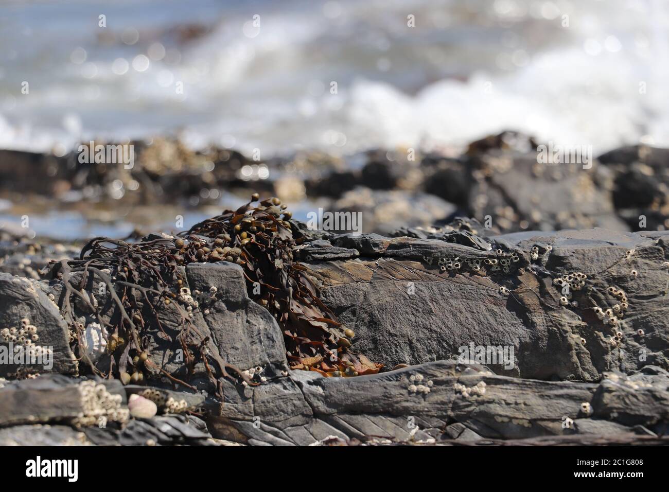 l'algue a drapé sur des rochers gris avec l'océan en arrière-plan Banque D'Images