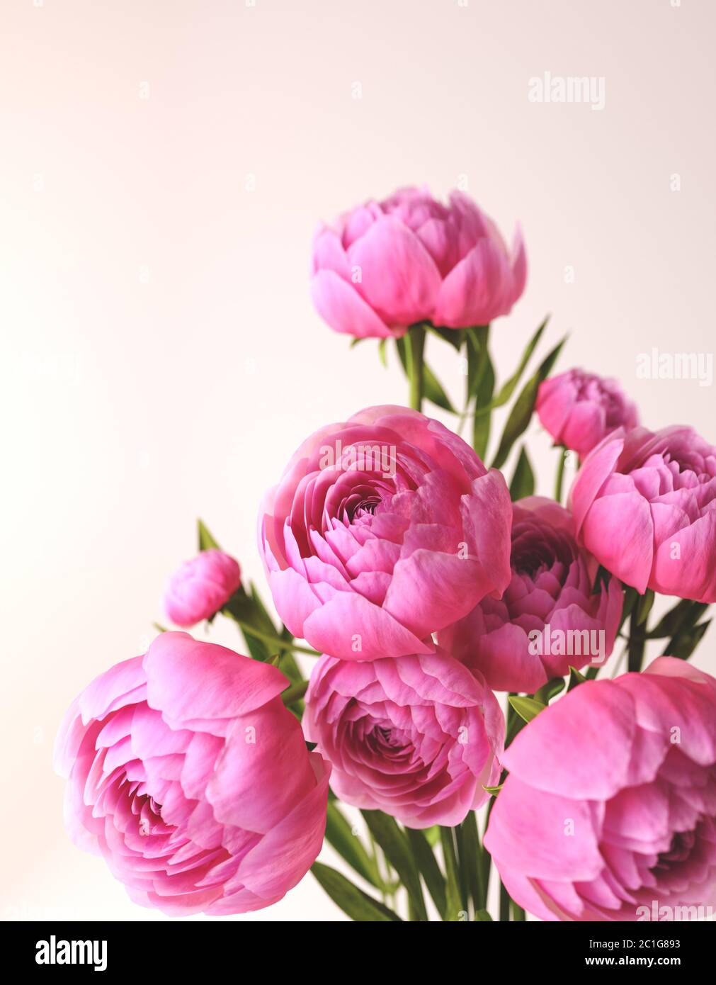 Bouquet de pivoines roses sur fond blanc. Des pivoines fraîches et belles.  illustration 3d d'un bouquet de fleurs roses Photo Stock - Alamy