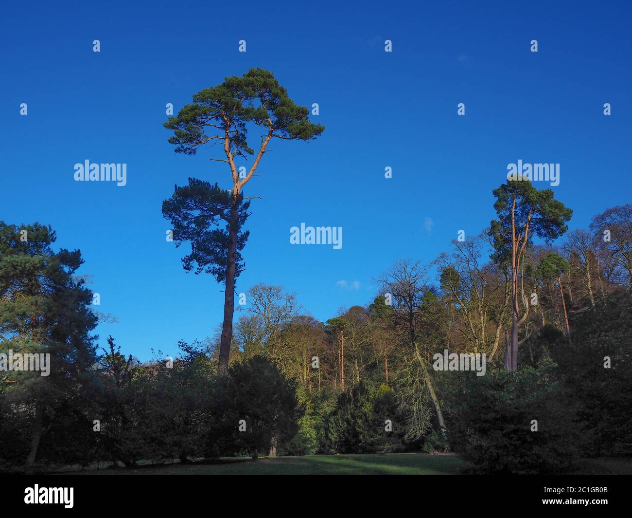 Très grand pin dominant d'autres arbres dans un bois avec un ciel bleu foncé Banque D'Images