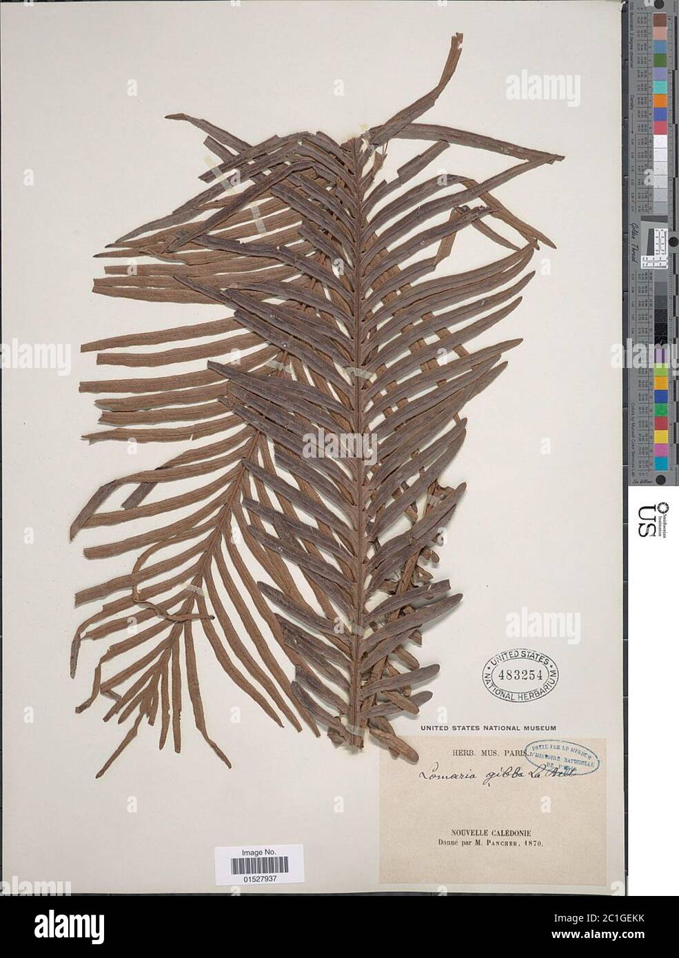 Blechnum gibbum Labill Mett Blechum gibbum Labill Mett. Banque D'Images