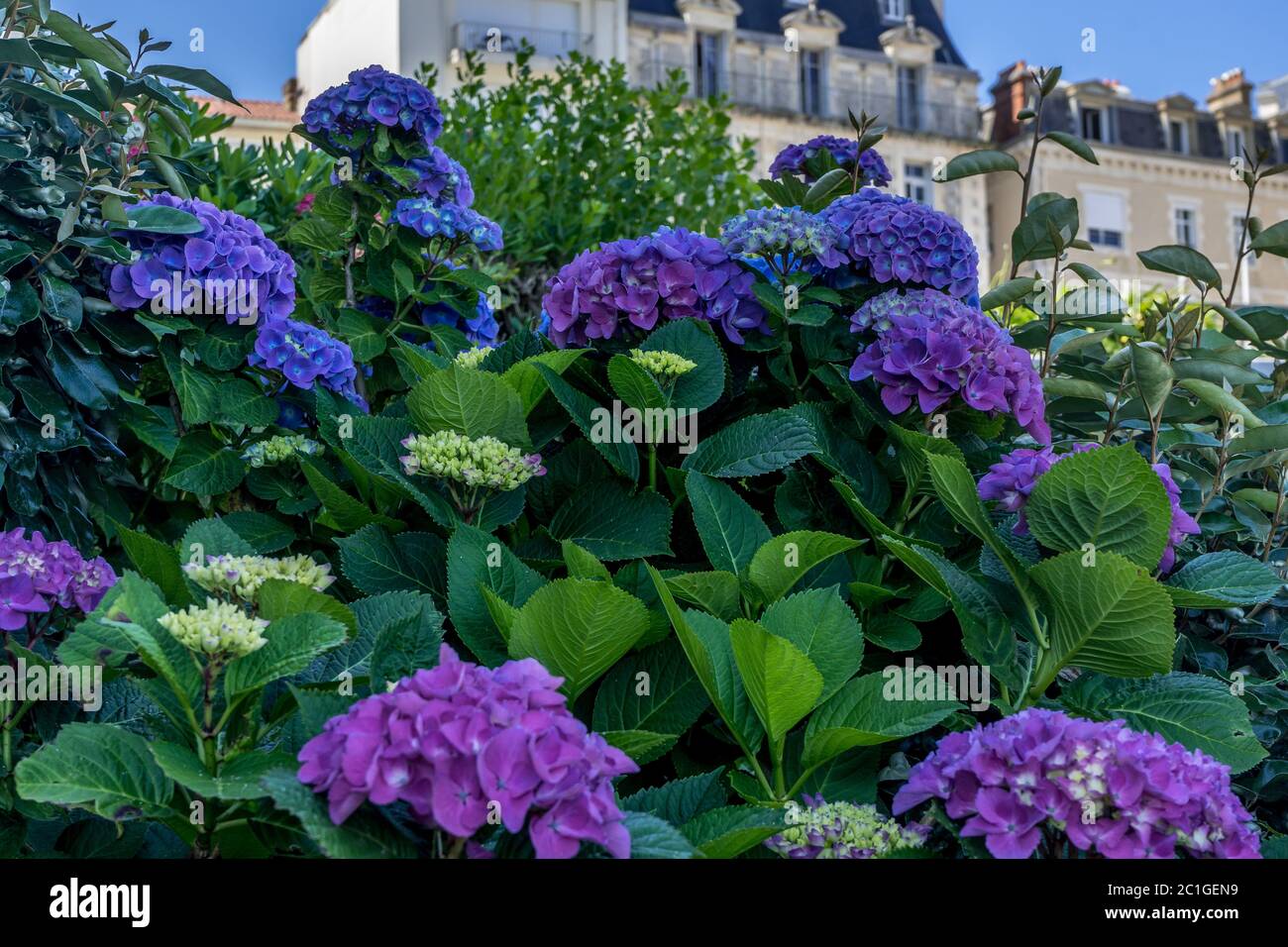 Violet d'Hydrangea brillant et violet couleur tendance. Mode printanier. Feuille verte. Banque D'Images