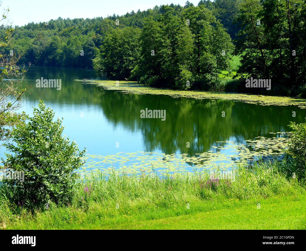 Lac idyllique avec roseaux et forêt sur la rive et avec des nénuphars dans le sud de l'Allemagne Banque D'Images
