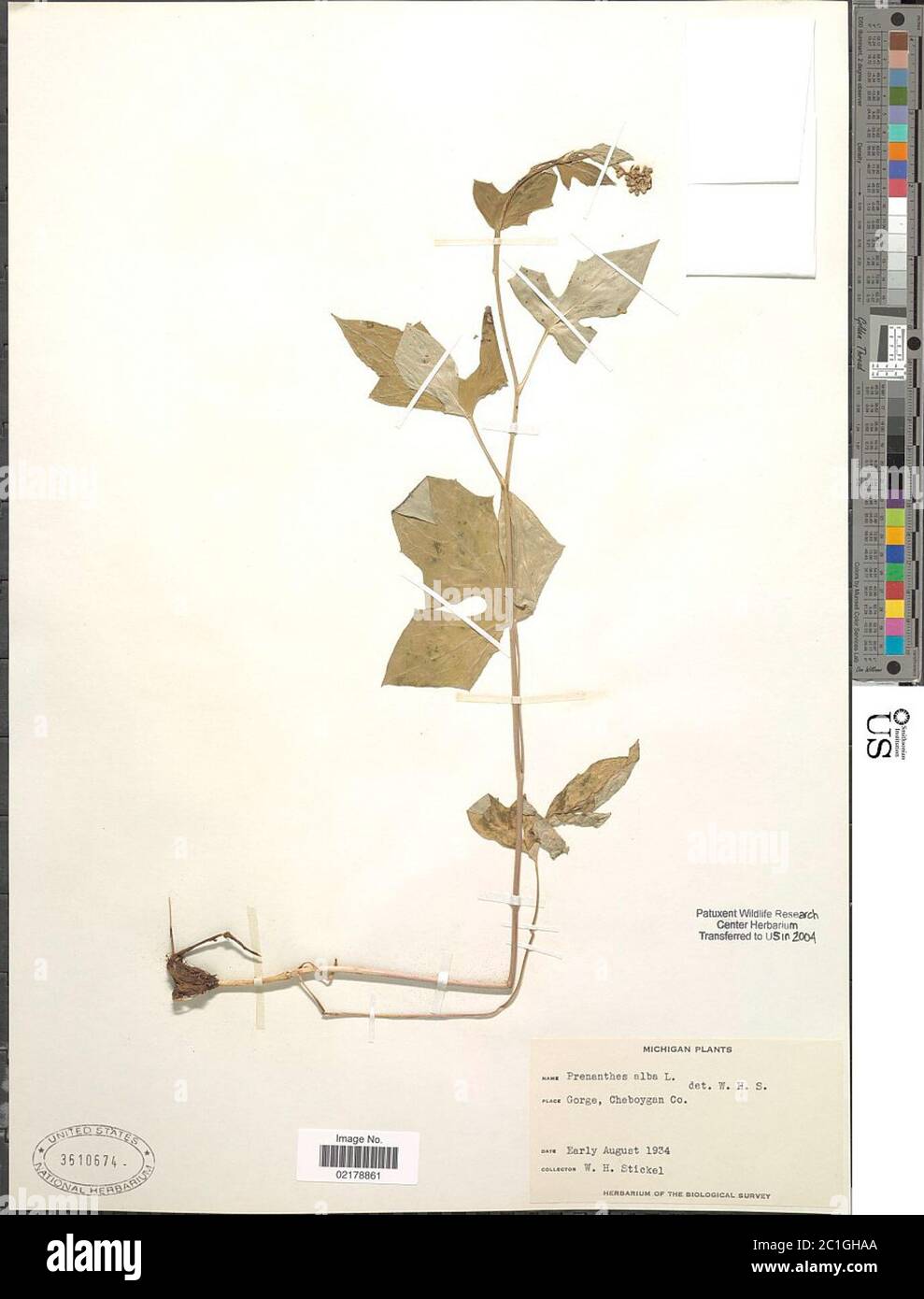 Prenanthes alba L Prenanthes alba L. Banque D'Images