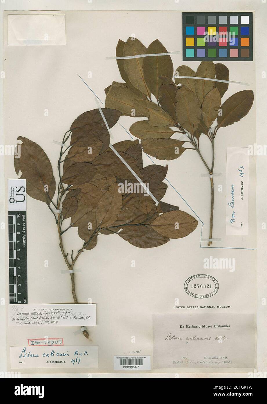 Laurus calicaris sol ex A Cunn Laurus calicaris sol ex A Cunn. Banque D'Images