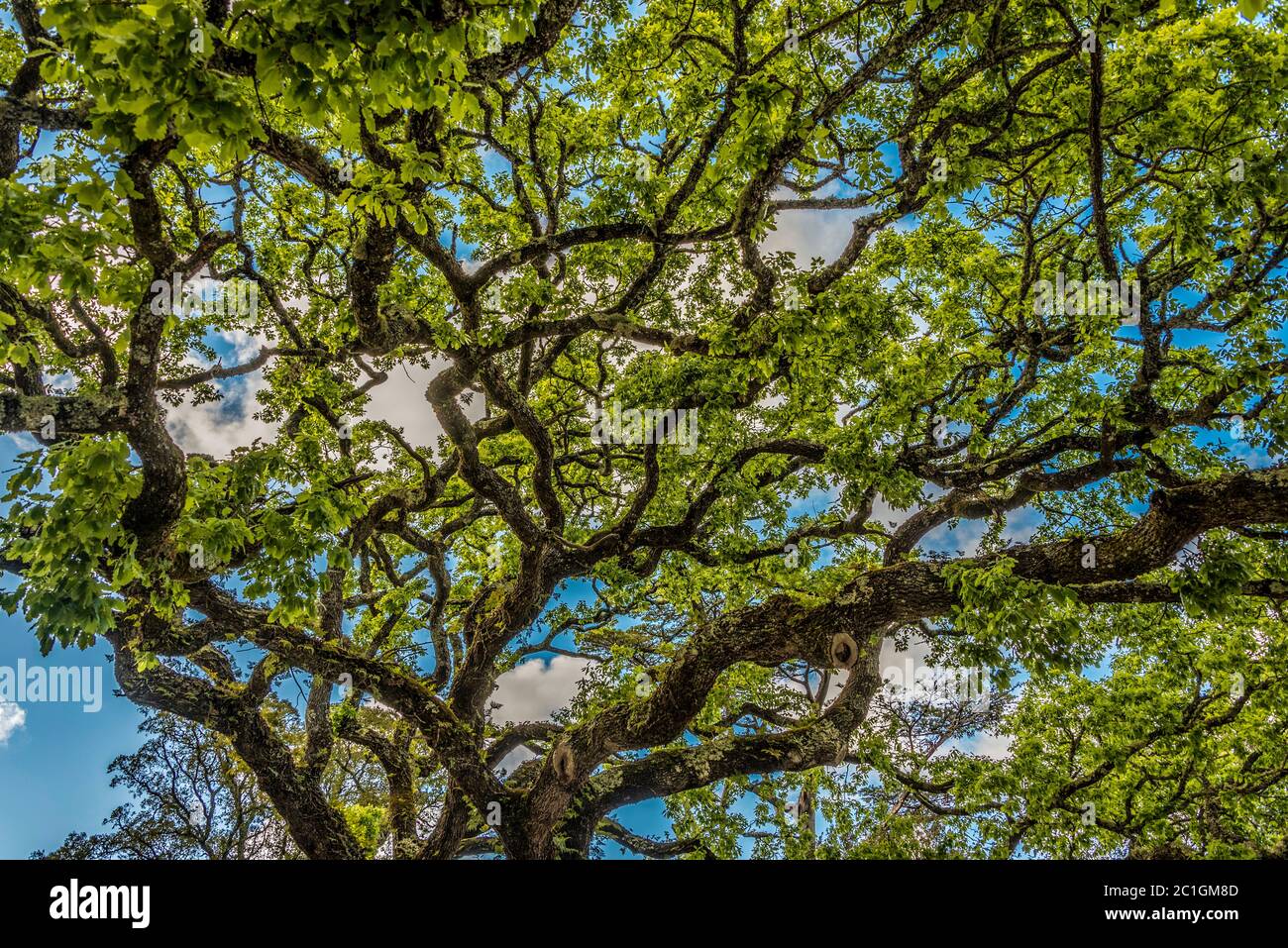 Les branches d'un grand chêne dans la Quinta de Regaleira park Banque D'Images
