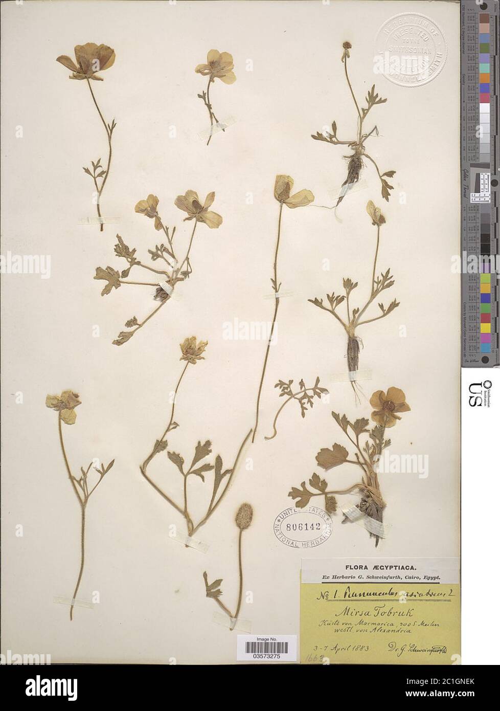 Ranunculus asiticus Ranunculus asiticus. Banque D'Images