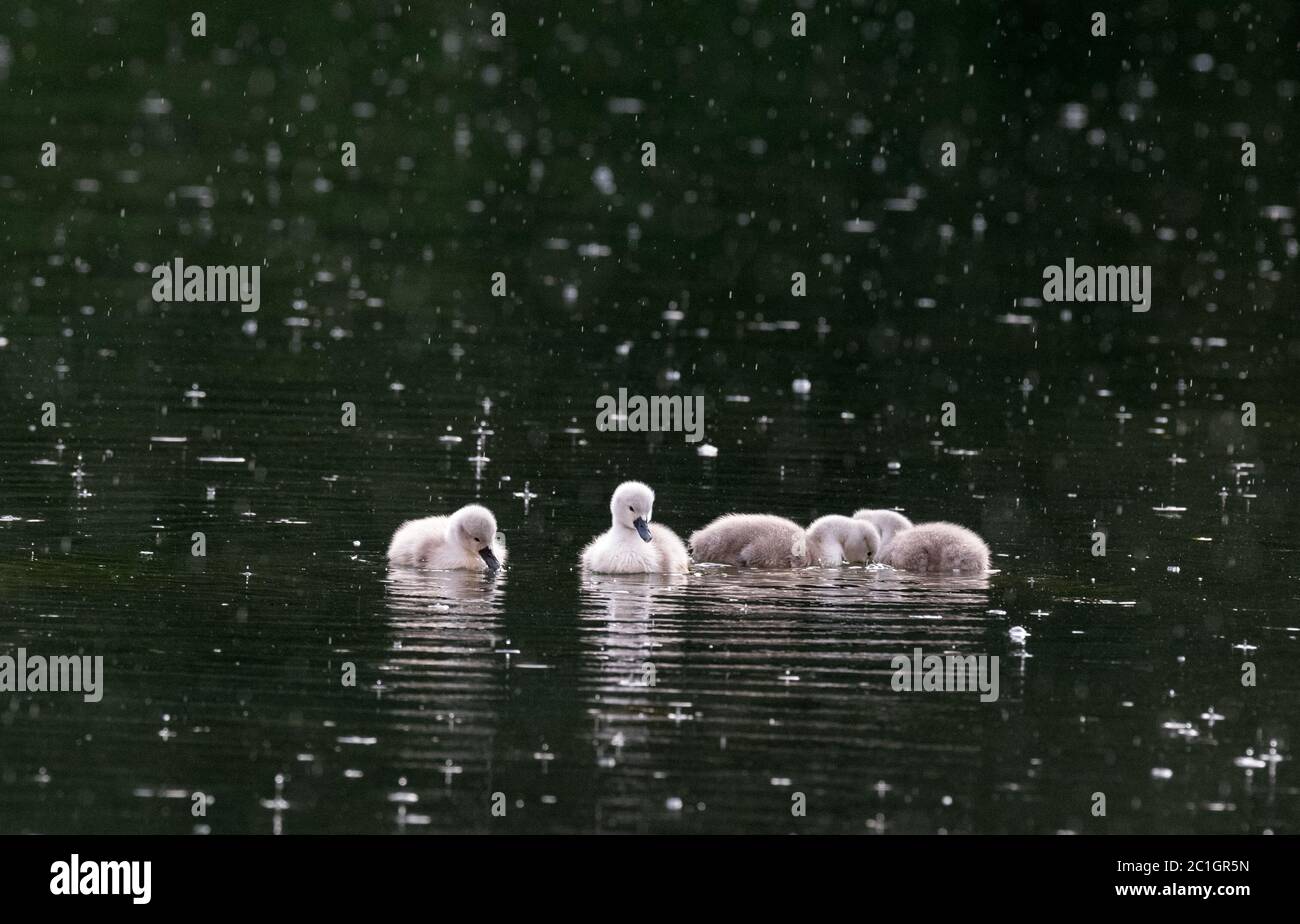 Météo au Royaume-Uni. Pleasley Vale, Derbyshire, Royaume-Uni. 15 juin 2020. Les cygnets Mute Swan nagent dans une douche à effet pluie légère en fin de soirée. Crédit : Alan Beastrall/Alay Live News. Banque D'Images