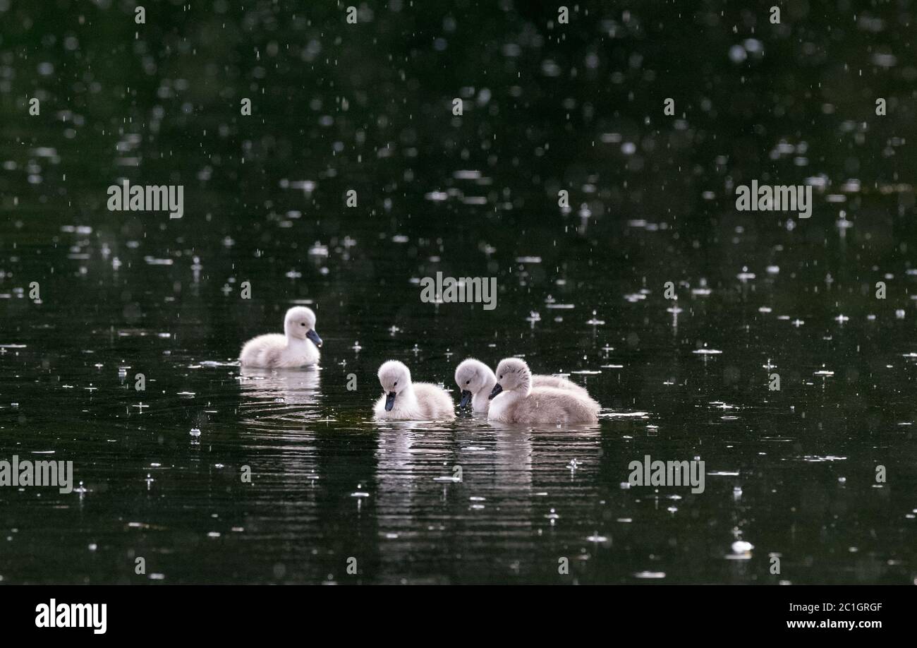 Météo au Royaume-Uni. Pleasley Vale, Derbyshire, Royaume-Uni. 15 juin 2020. Les cygnets Mute Swan nagent dans une douche à effet pluie légère en fin de soirée. Crédit : Alan Beastrall/Alay Live News. Banque D'Images