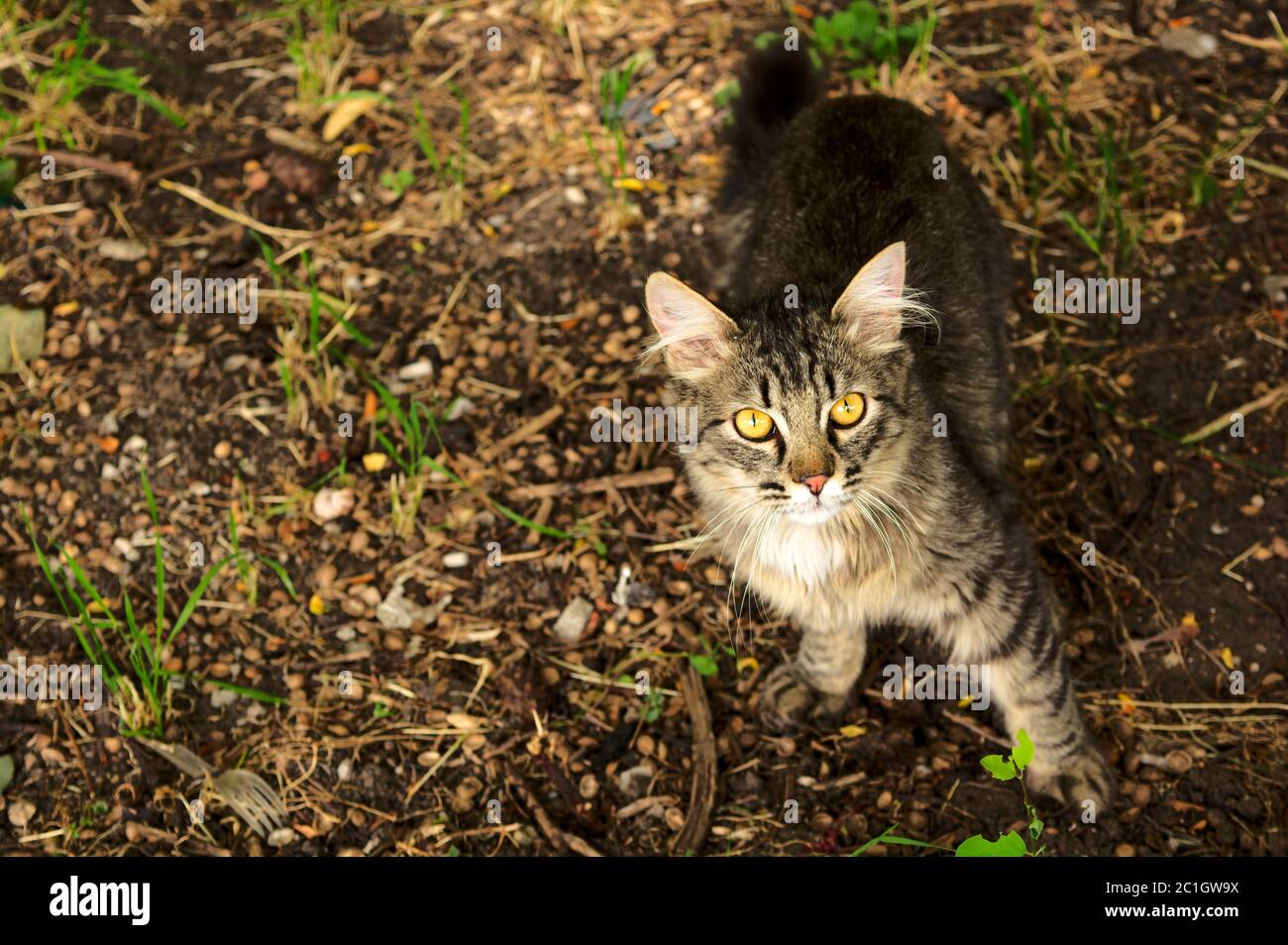 Curieux chat errant abandonné dans la rue Banque D'Images