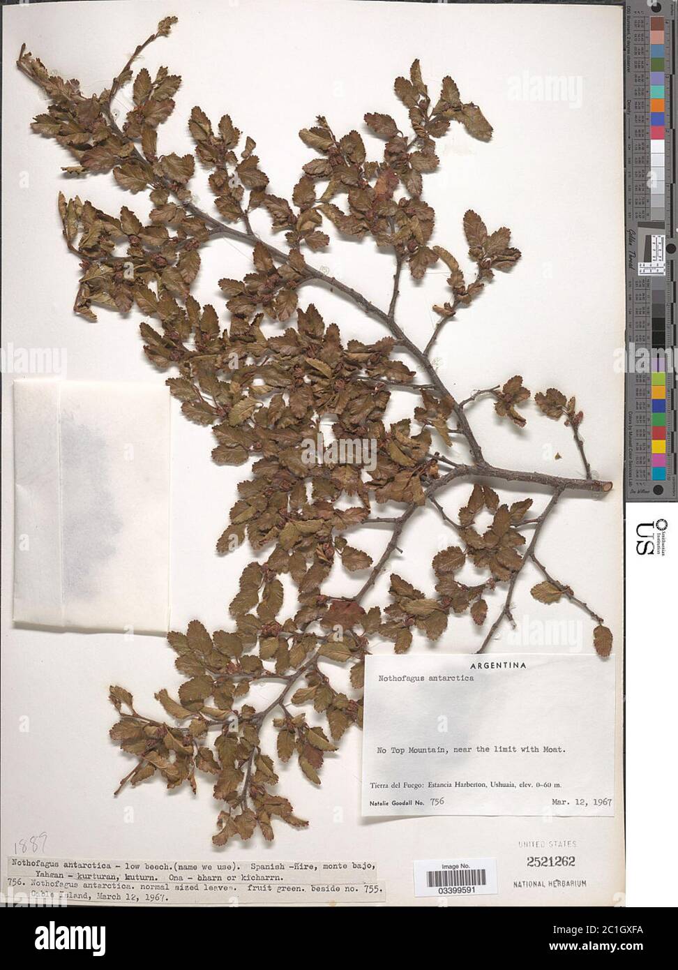 Nothofagus antarctique G Forst Oerst Nothofagus antarctique G Forst Oerst. Banque D'Images