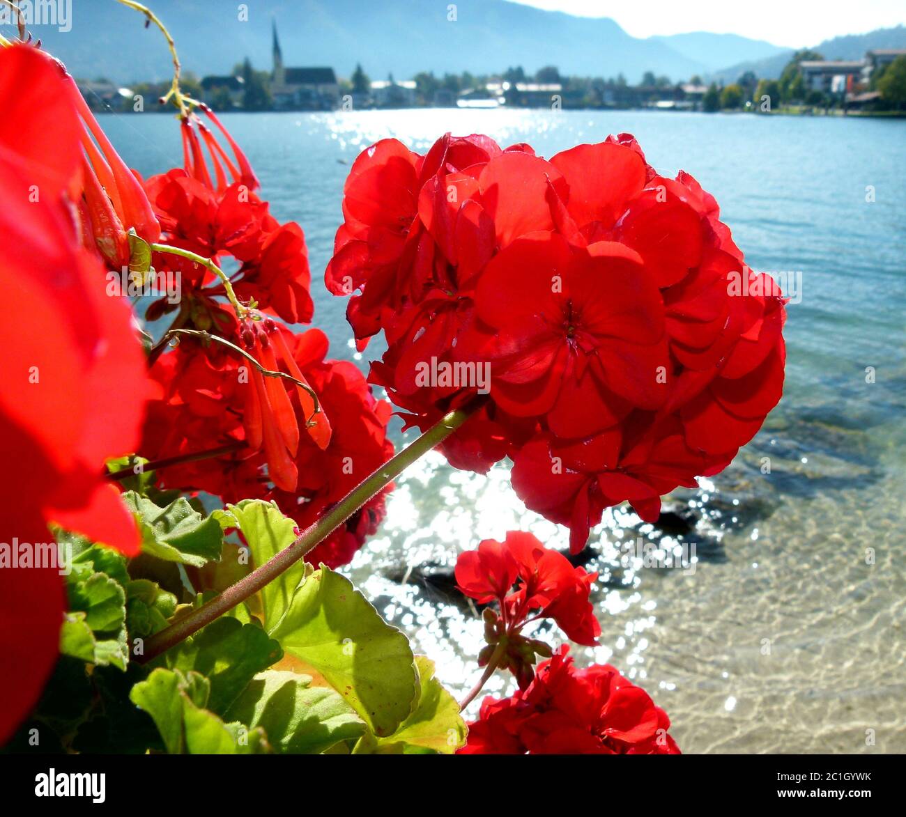 Fleurs rouges sur le rivage avec paysage flou en arrière-plan Banque D'Images