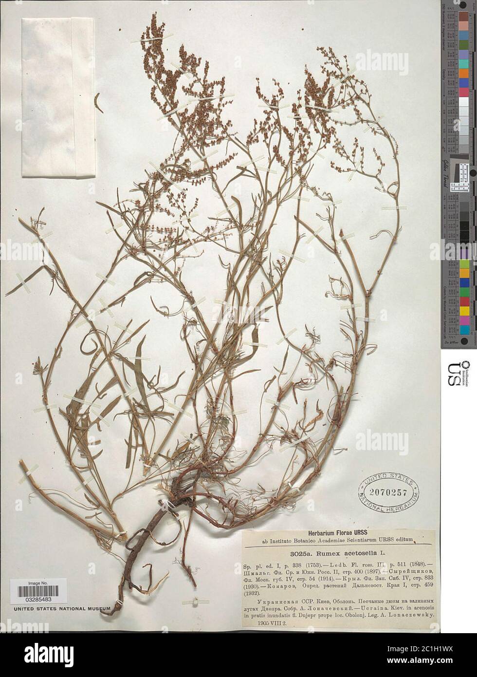 Rumex acetosella L. Banque D'Images