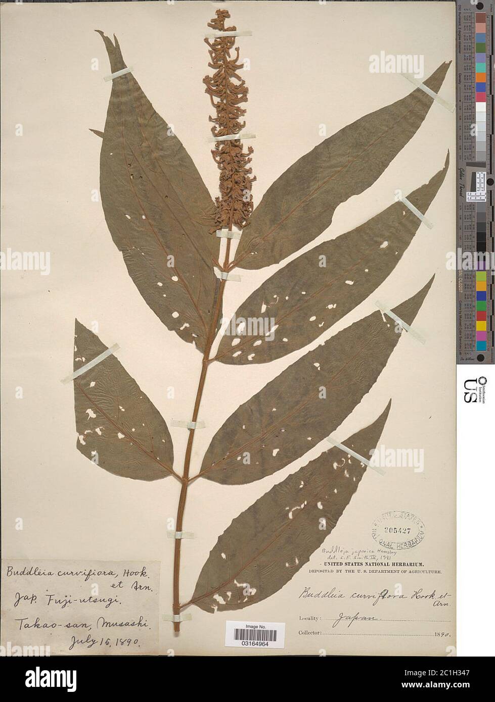 Buddleja japonica Hemsl Buddleja japonica Hemsl. Banque D'Images