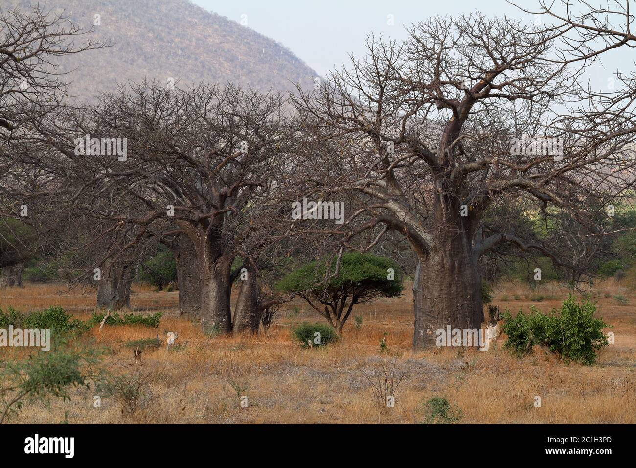 Les baobabs en Afrique Banque D'Images