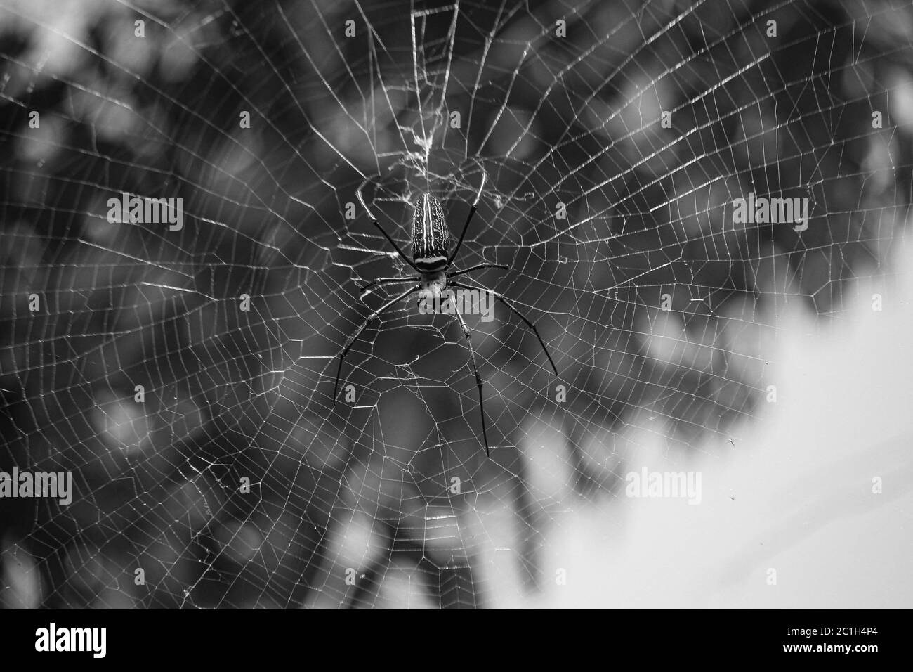 Gros plan macro de la toile d'araignée Nephilinae, fond noir et blanc. Araignée assise sur la toile Banque D'Images