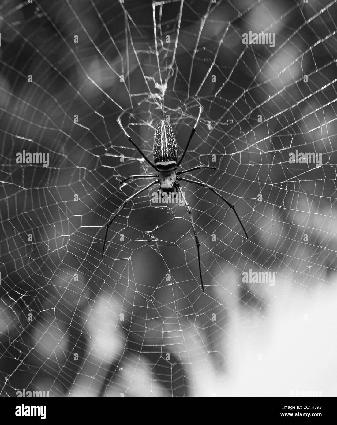 Gros plan macro de la toile d'araignée Nephilinae, fond noir et blanc. Araignée assise sur la toile Banque D'Images