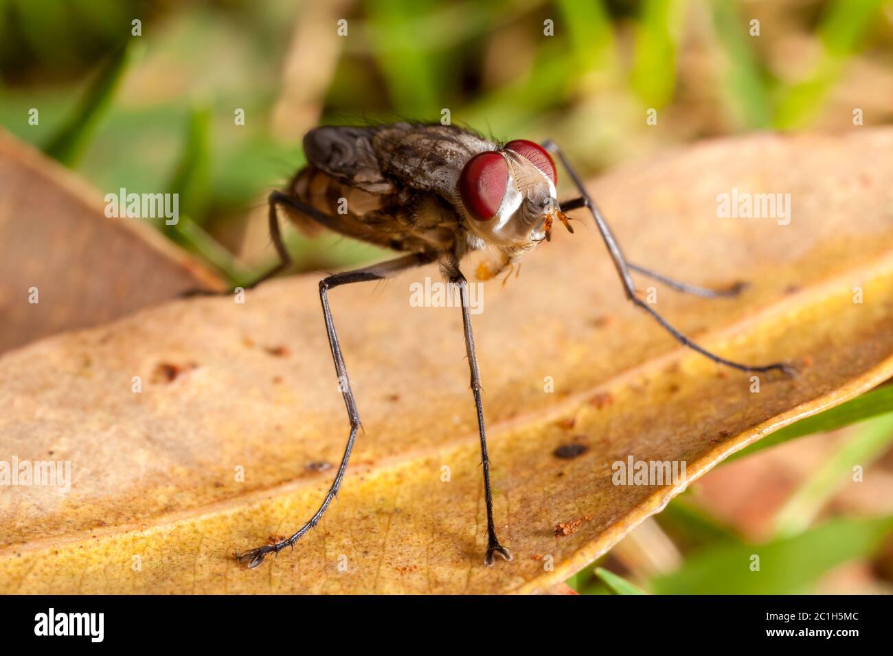 Jeune nouveau-né maison mouche avec des ailes fermées - mouche de bébé Banque D'Images